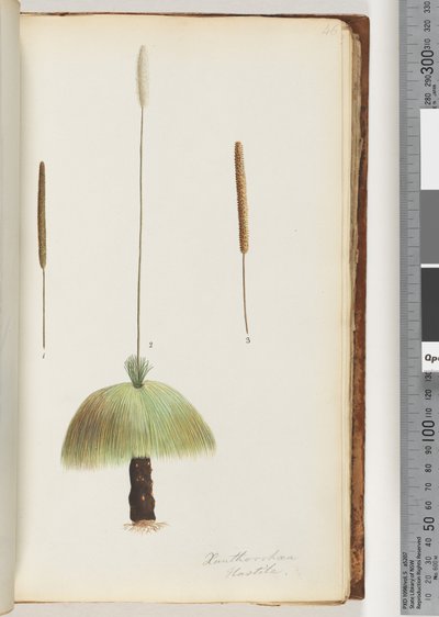 46. oldal Xanthorrhoea Hastile Grass fa alkotó: Unknown artist