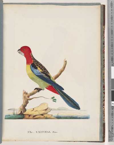 47. oldal Keleti Rosella. Nem ugyanaz a papagáj alkotó: Unknown artist