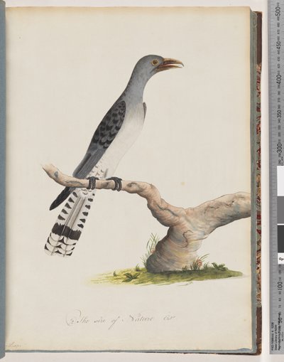 49. oldal Azonosítatlan madár. Scythrops alkotó: Unknown artist