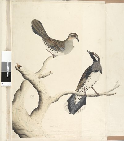 4. oldal Turdus. más kézben Rajzolták a természetes méretet, ami eddig a telepen az egyetlen két ilyen fajta, 1792. június Foltos fürj rigó Cinclosoma punctatum, 1791-92 alkotó: Unknown artist