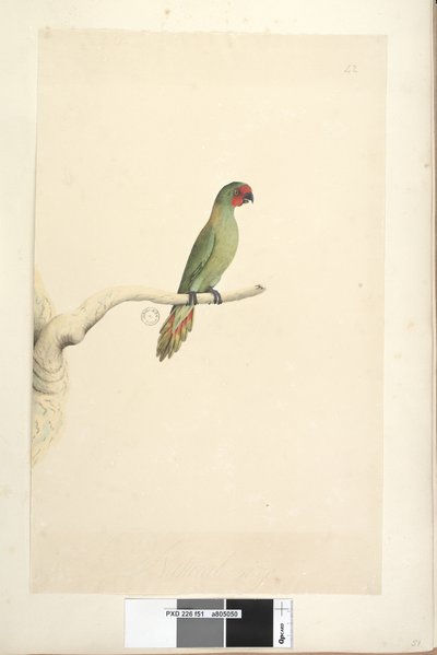 51. oldal Természetes méretű Little Lorikeet Glossopsitta pusilla, 1791-92 alkotó: Unknown artist