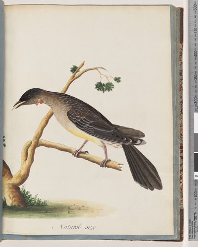 55. oldal Red Wattlebird. Merops carunculatus alkotó: Unknown artist