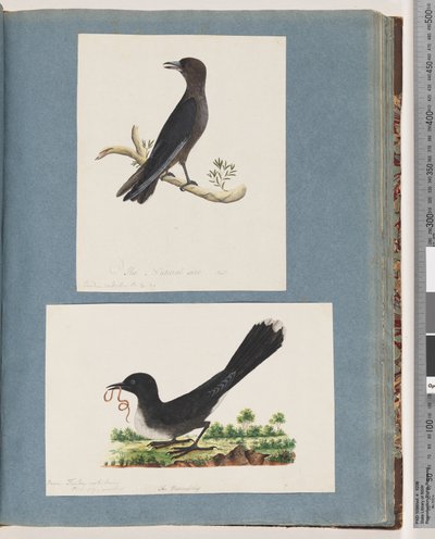 58. oldal Azonosítatlan madár. Turdus. 59. Azonosítatlan madár. Turdus alkotó: Unknown artist