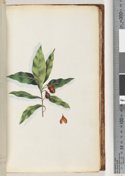 58. oldal Azonosítatlan növény alkotó: Unknown artist