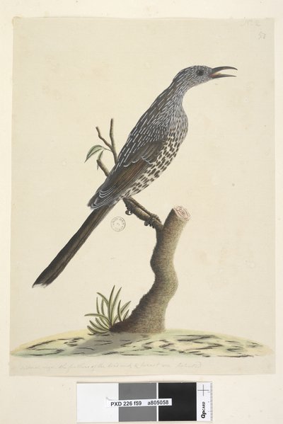 59. oldal Természetes méret, a fej nyak és mell tollai hegyesek. Brush Wattle, Bird Anthochaera chrysoptera, 1791-92 alkotó: Unknown artist