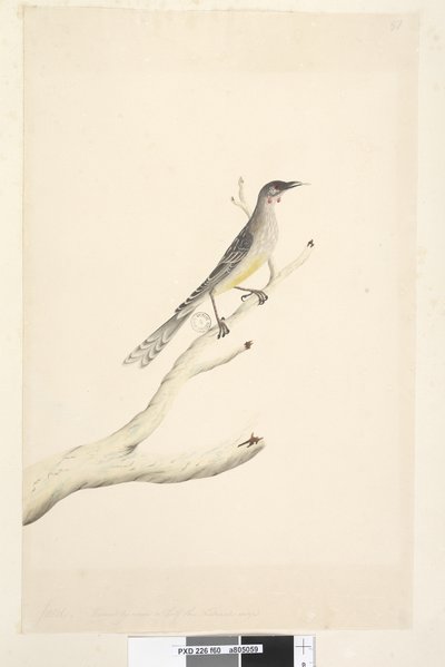 60. oldal június. Méret alapján a természetes méret felére csökkentve, vörös boszorkány, madár Anthochaera carunculata, 1791-92 alkotó: Unknown artist