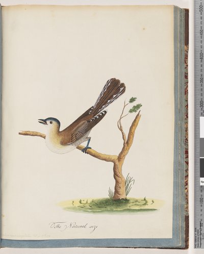 60. oldal Azonosítatlan madár. Turdus cyanocephalus. Kékfejű rigó alkotó: Unknown artist