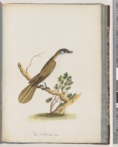 61. oldal Kékarcú Mézédes. Turdus cyanoris. Kékarcú rigó alkotó: Unknown artist