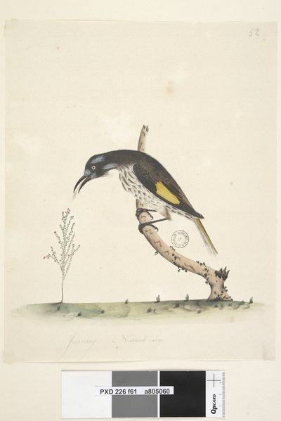 61. oldal Természetes méretű Sárgaszárnyú Mézevő New Holland, 1791-92 alkotó: Unknown artist