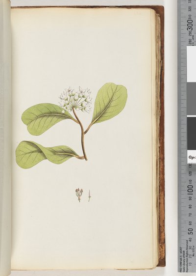 61a. oldal. A mangrove fa alkotó: Unknown artist