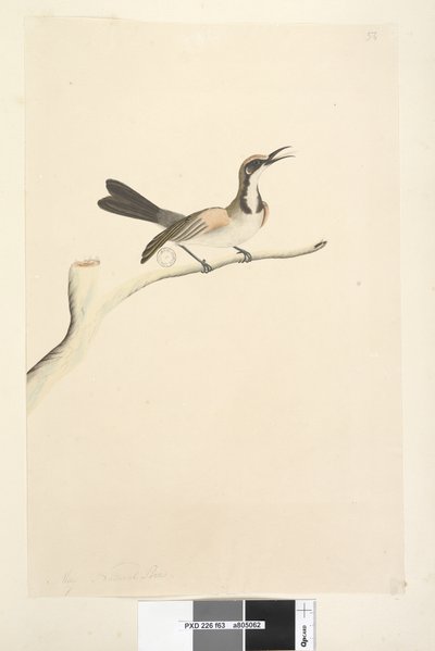 63. oldal május. Természetes méretű Tawny Crown Honeyeater Phylidonyris melanops, 1791-92 alkotó: Unknown artist