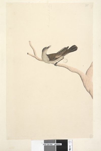 64. oldal Természetes méret. Iris kételkedik. Az írisz szalmaszínű barna fa, kúszónövény Climacteris picumnus, 1791-92 alkotó: Unknown artist