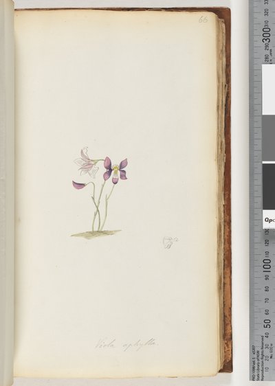 66. oldal Viola aphylla / Wild Violet alkotó: Unknown artist