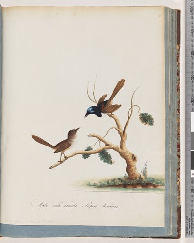 68. oldal Vörösszárnyú tündér, ökörszem, hím és nőstény. Hím és nőstény Superb Warbles alkotó: Unknown artist