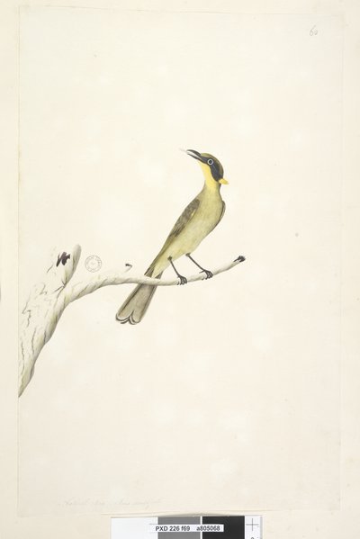 69. oldal Természetes méret. Kétes írisz sárga, bojtos mézkakas Lichenostomus melanops, 1791-92 alkotó: Unknown artist