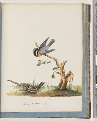 69. oldal. Azonosítatlan madár gyíkkal. Sylvia rufirostris alkotó: Unknown artist