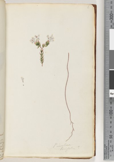 6. oldal Pimeloea linfolia alkotó: Unknown artist