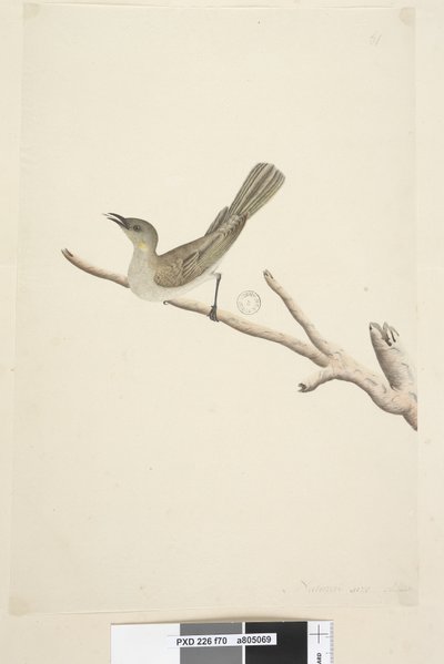 70. oldal Természetes méret. Augusztus fuscous Honeyeater Lichenostomus fuscus, 1791-92 alkotó: Unknown artist
