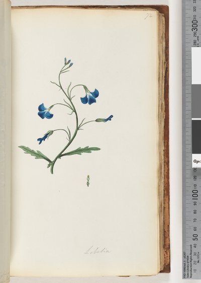 72. oldal Lobelia alkotó: Unknown artist