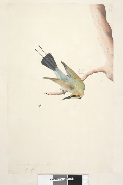 73. oldal Merops. fenti cím más kézben november. Természetes méretű szivárványmadár Merops ornatus, 1791-92 alkotó: Unknown artist