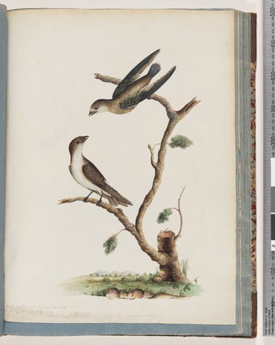 74. oldal Azonosítatlan madarak alkotó: Unknown artist