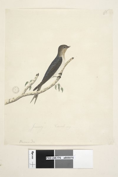 76. oldal Hirundo. alsó közepén más kézben január Természetes méret Üdvözöljük fecske Hirundo neoxena, 1791-92 alkotó: Unknown artist