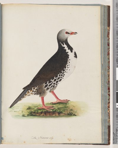 76. oldal Azonosítatlan madár alkotó: Unknown artist