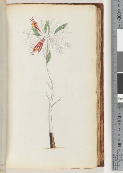 77. oldal Nincs felirat, befejezetlen rajz alkotó: Unknown artist