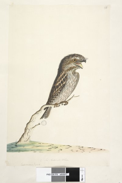 78. oldal Caprimulgus. alsó középpontban különböző kézben 1/2 a természetes méretű Tawny Frogmouth Podargus strigoides, 1791-92 alkotó: Unknown artist