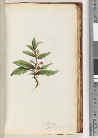 78a. oldal. Solanum stelligerum / Star Nightshade alkotó: Unknown artist