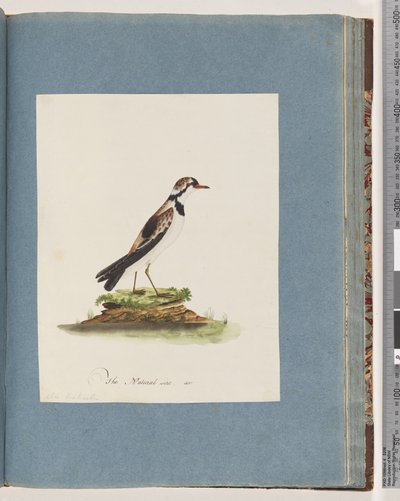 79. oldal Feketehomlokú Dotterel. Charadrius Hiaticula alkotó: Unknown artist