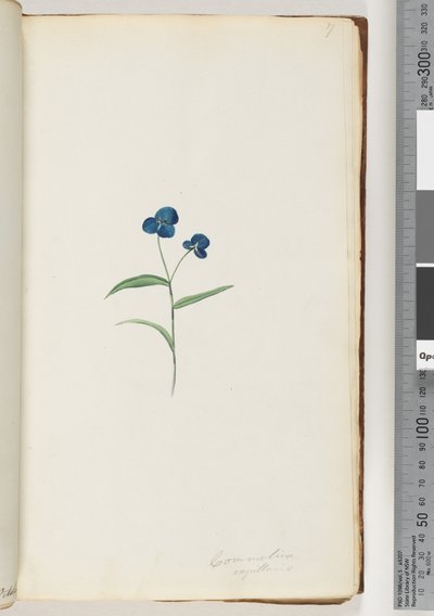 7. oldal Commelina capillaris alkotó: Unknown artist