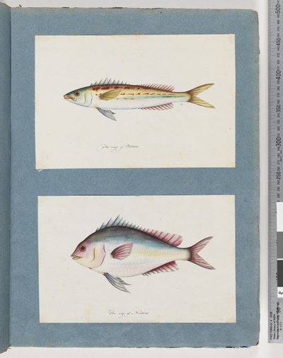 7. oldal Azonosítatlan hal. 8. Azonosítatlan hal alkotó: Unknown artist