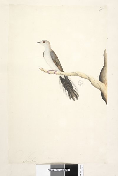 80. oldal Columba. fenti cím más kézben május. Természetes méretű Diamond Dove Geopelia cuneata, 1791-92 alkotó: Unknown artist