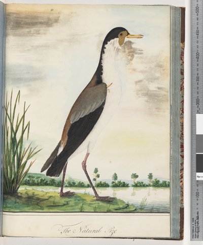 80. oldal. Álarcos lile vagy sarkantyú, szárnyas lile alkotó: Unknown artist