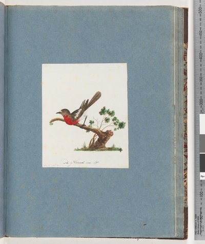81. oldal Scarlet Robin alkotó: Unknown artist