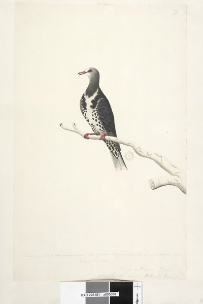 81. oldal Wunga, Wungee Pigeon. A természetes méret 1/2-e léptékkel rajzolva. E galambok közül kettőt most láttak először 1791 decemberében... hasonló... Wonga galamb Leucosarcia melanoleuca, 1791-92 alkotó: Unknown artist