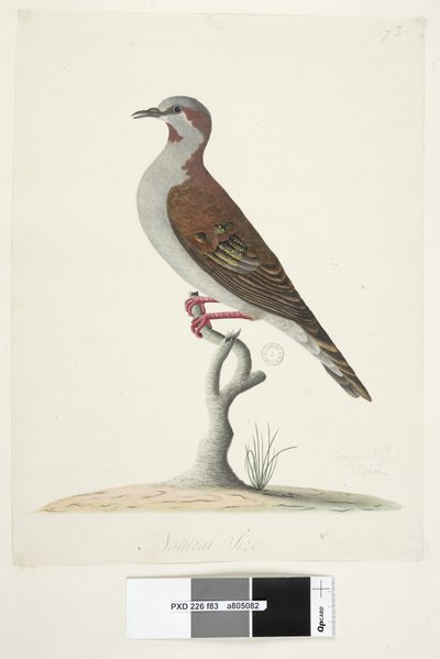 83. oldal Bronzszárnyú galamb. alsó közepén különböző kézben Természetes méretű ecset Bronzing galamb Phaps elegans, 1791-92 alkotó: Unknown artist