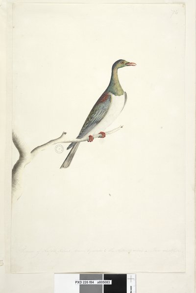 84. oldal. Norfolk-sziget galambja a természetes méret 1/2-es léptékével rajzolva. Kétséges írisz, Norfolk-szigeti galamb Hemiphaga novaeseelandiae spadicea, 1791-92 alkotó: Unknown artist