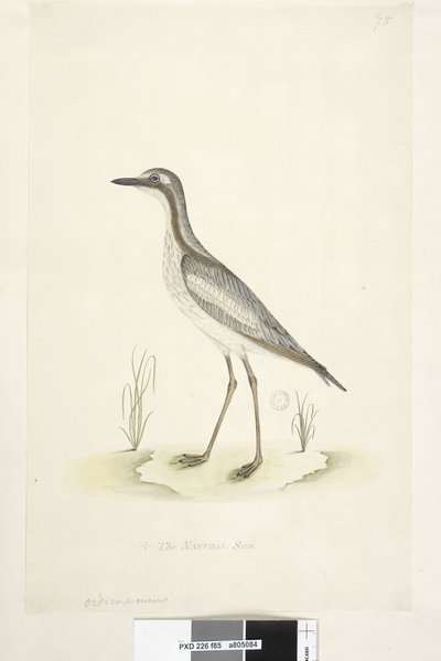 85. oldal Oedicnemus. alsó közepén különböző kézben 1/2 a természetes méretű déli kő, Curlew Burhinus magnirostris, 1791-92 alkotó: Unknown artist
