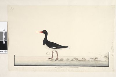 87. oldal Hematopus. a jobb alsó sarokban különböző kézben szeptember. az alsó szél mentén a harmadik kézben A hím és nőstény mindig együtt látható a sziklákon és a mélypontokon, de teljesen elhagyták a kikötőt a gyakori zavarás miatt, az írisz nagyon vilá alkotó: Unknown artist