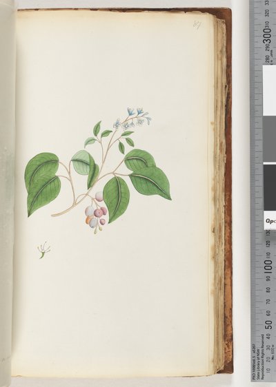 87. oldal. Azonosítatlan növény alkotó: Unknown artist