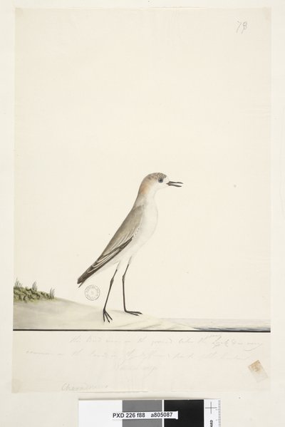88. oldal Charadrius. keretvonal alatt, más kézben Ez a madár úgy fut a földön, mint a homoki pacsirta, és nagyon gyakori a homokon a kikötő különböző részein. ez alatt harmadik kézben Természetes méret Piros, sapkás Dotterel Charadrius alexandrinu alkotó: Unknown artist