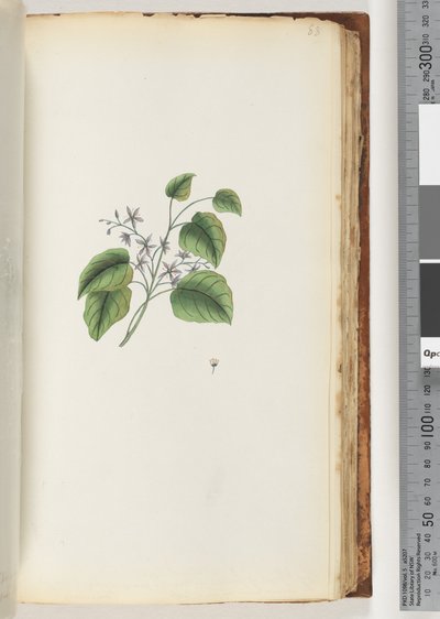 88. oldal. Azonosítatlan növény alkotó: Unknown artist
