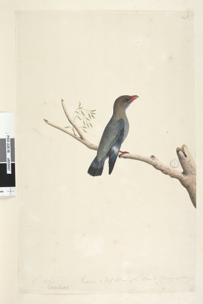 8. oldal Coraciae. alsó széle mentén különböző kézben október. A Madár méretének felére kicsinyítve a rajzot a Dollar, Bird Eurystomus orientalis, 1791-92-ből vették. alkotó: Unknown artist