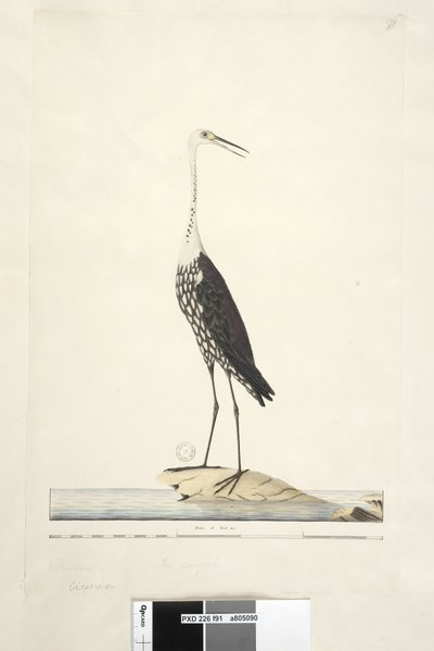 91. oldal Ciconia. fenti cím más kézben December, írisz kétséges fehér, nyakú gém Ardea pacifica Notophoyx pacifica, 1791-92 alkotó: Unknown artist