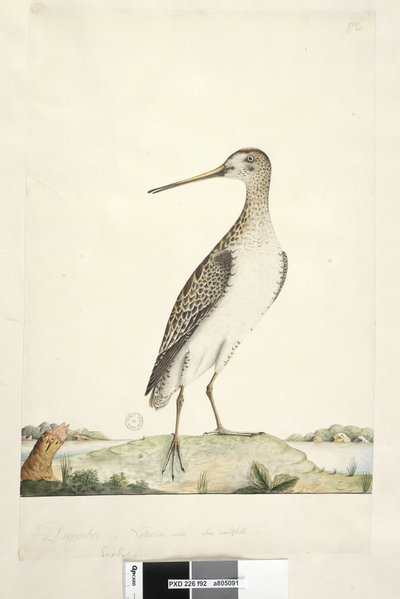 92. oldal Scolopax. fenti cím más kézben december. Természetes méretű, írisz kétséges Japán szalonka Gallinago hardwickii, 1791-92 alkotó: Unknown artist