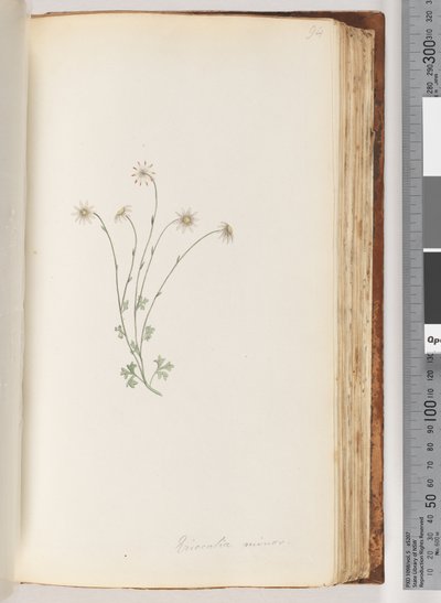 94. oldal Eriocalia minor alkotó: Unknown artist