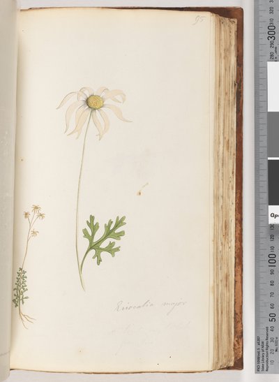 95. oldal Eriocalia major alkotó: Unknown artist