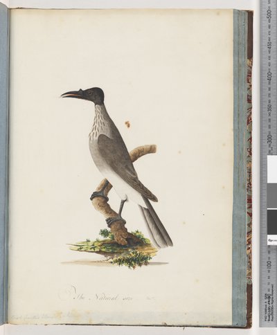 95. oldal Zajos frátermadár. Gomb elől Honeyeater alkotó: Unknown artist